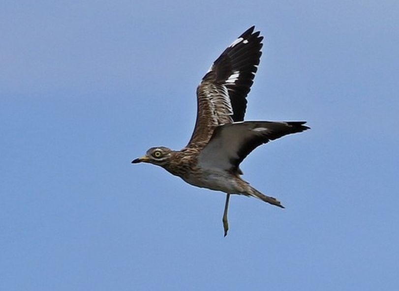 Occhione ( Burhinus oedicnemus ) preso al volo