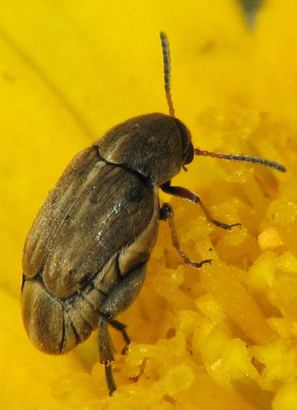 Bruchidius and Anaspis from Israel