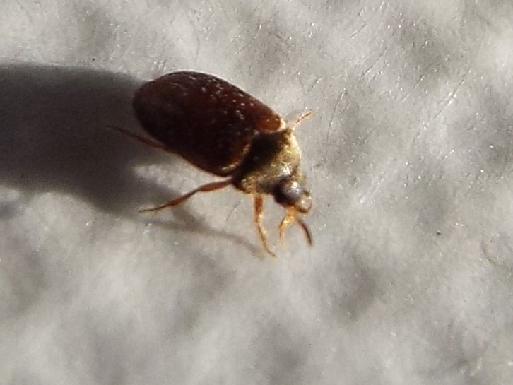 Dermestidae: Attagenus cfr. unicolor