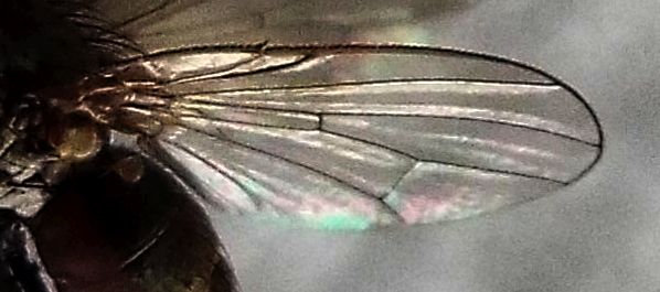 Probabile Anthomyiidae