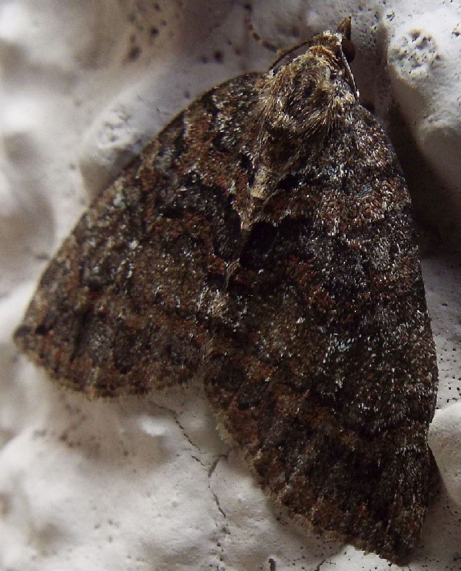 Hydriomena furcata (Geometridae)