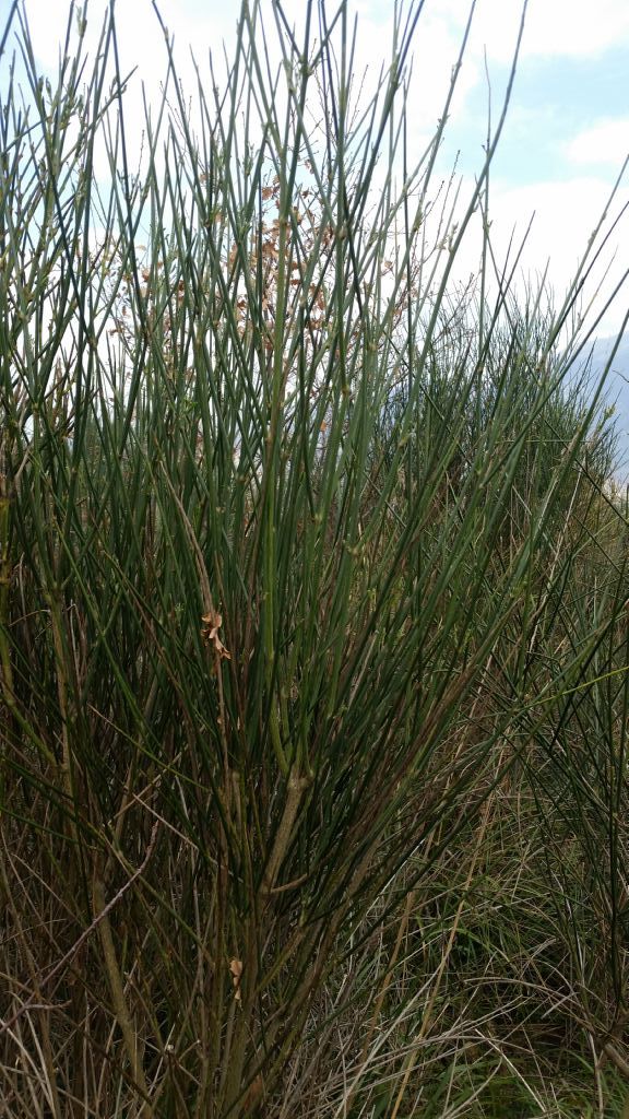 Ginestra?