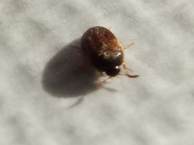 Dermestidae: Attagenus cfr. unicolor
