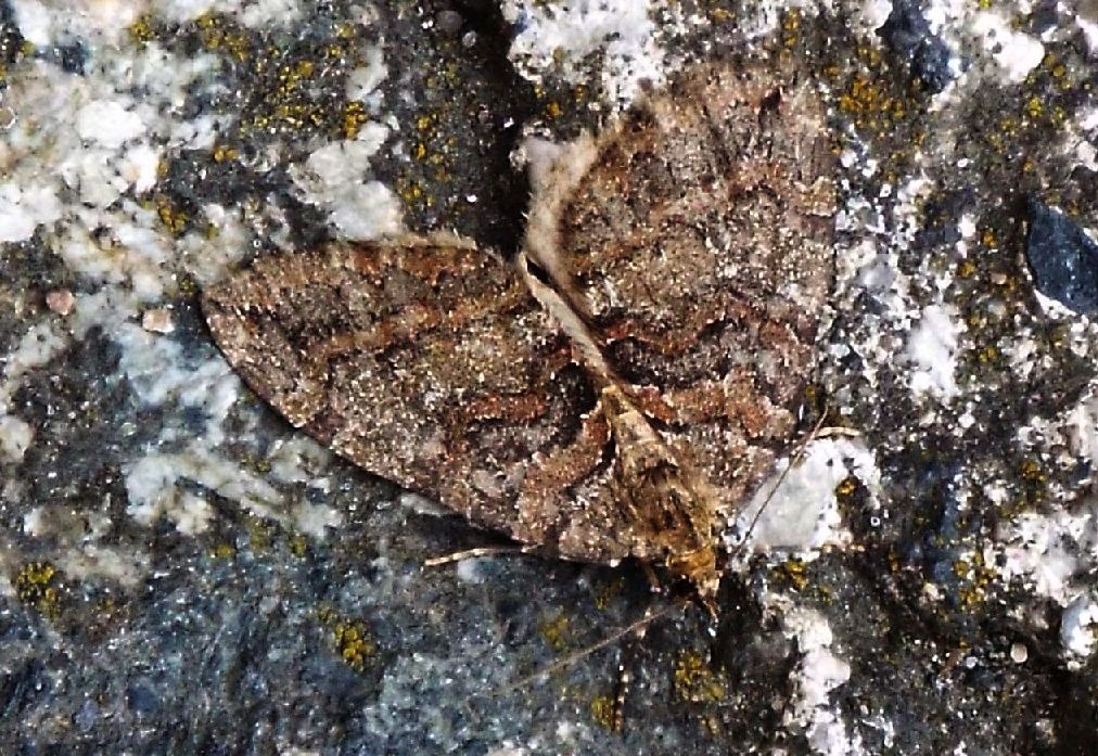 Hydriomena furcata (Geometridae)