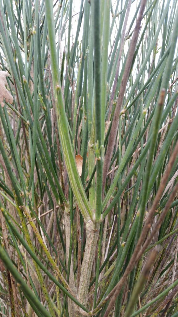 Ginestra?
