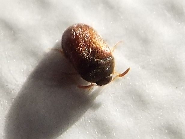 Dermestidae: Attagenus cfr. unicolor