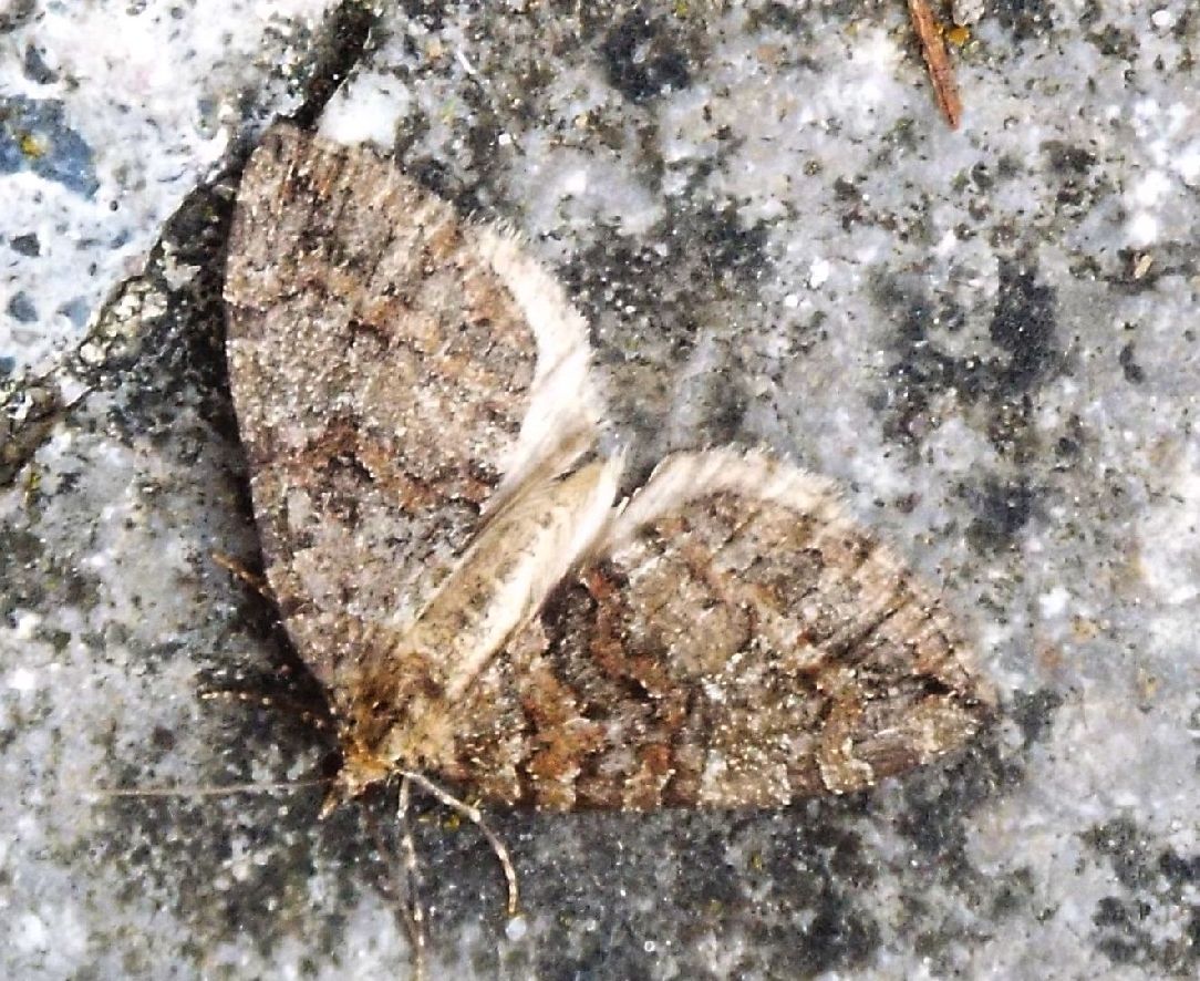 Hydriomena furcata (Geometridae)