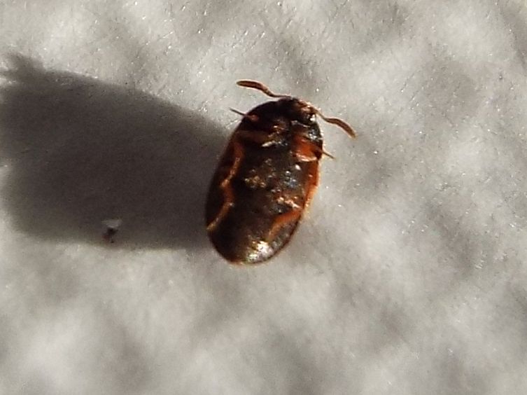 Dermestidae: Attagenus cfr. unicolor