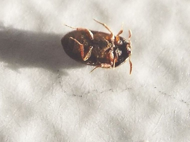 Dermestidae: Attagenus cfr. unicolor