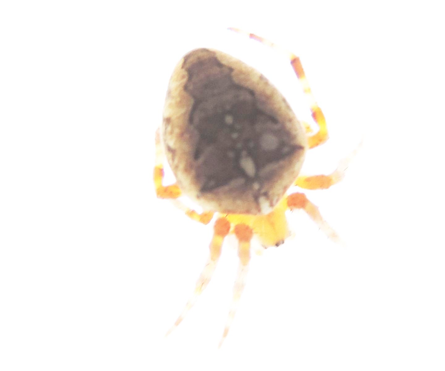 Araneidae: Araneus diadematus  - Salbertrand (TO)