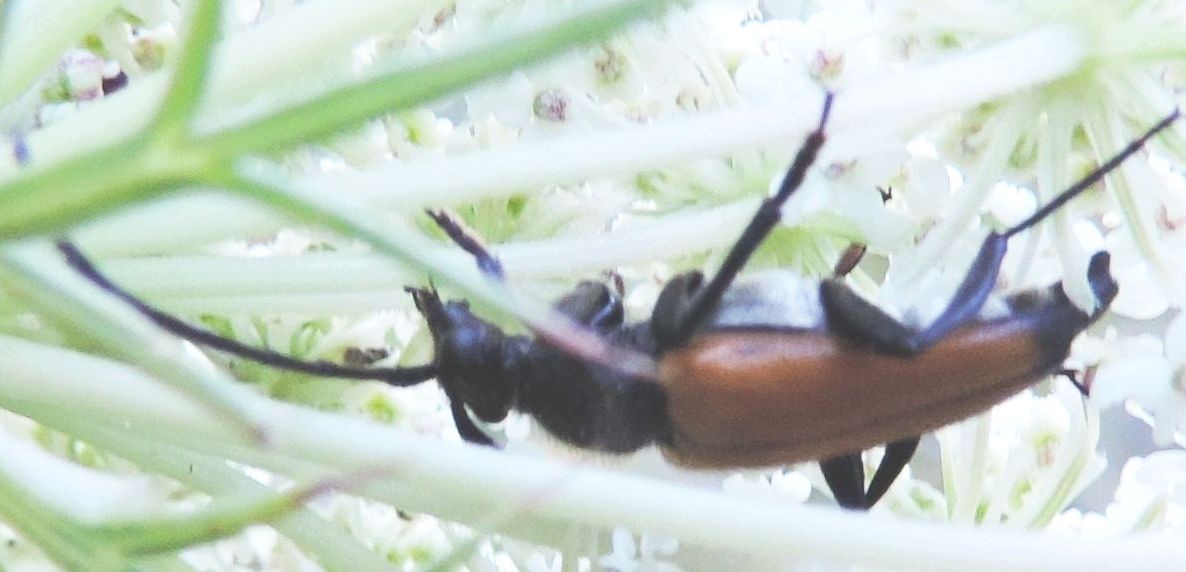 Cerambycidae: altra Stenurella?  No, Paracombya fulva, maschio