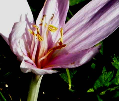 Colchico, o croco, oppure...- Colchicum sp. (Liliales Colchicaceae)