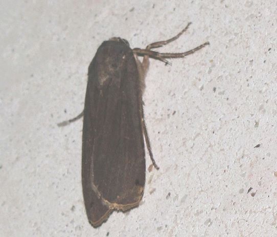 Noctua pronuba