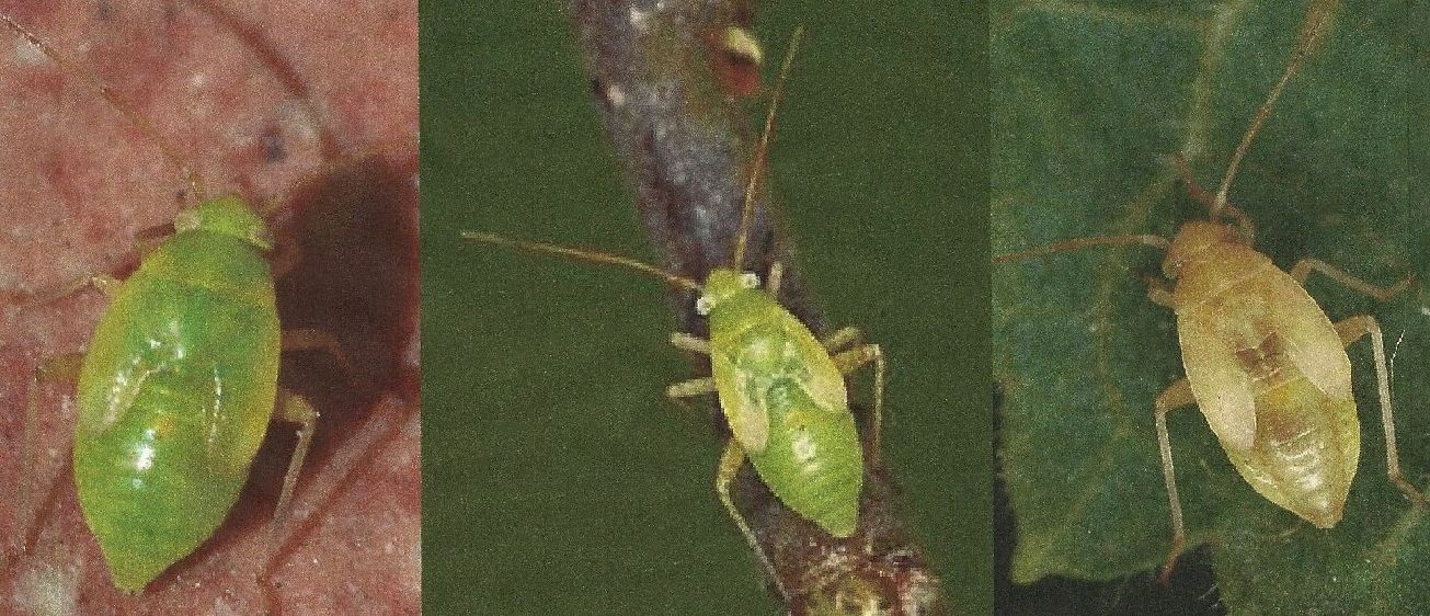 Ninfa di Pinalitus cervinus (Miridae)