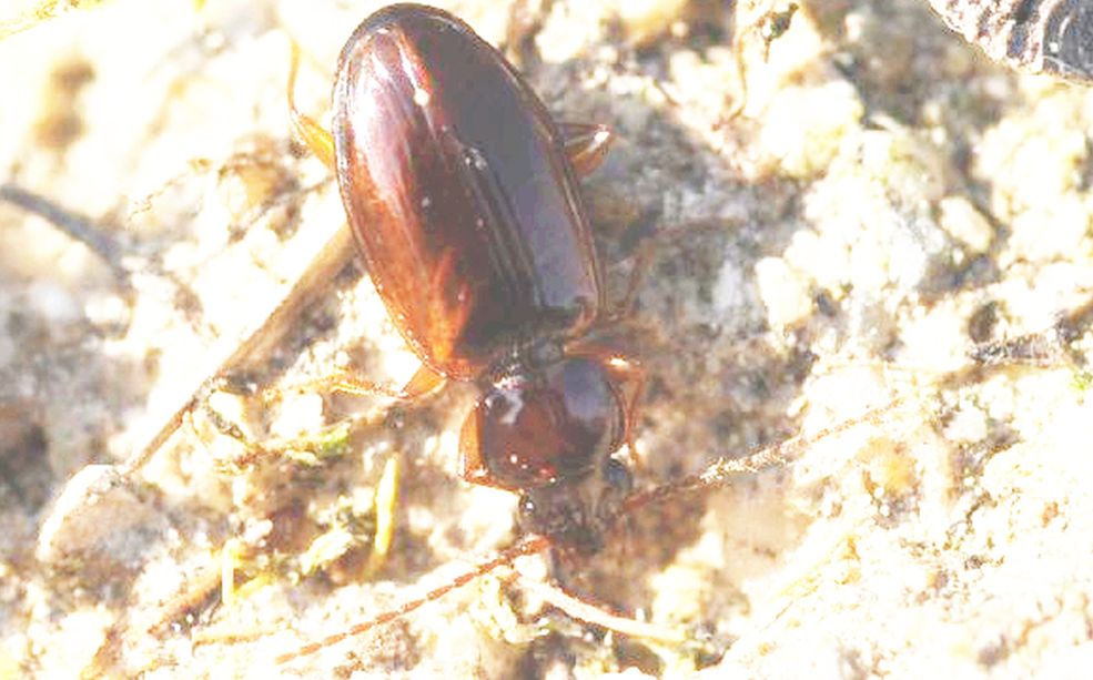 piccolo Carabidae da id.: Trechus quadristriatus