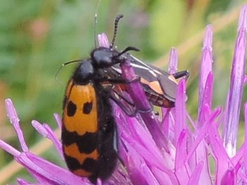 Meloidae: Mylabris connata e Hycleus polymorphus