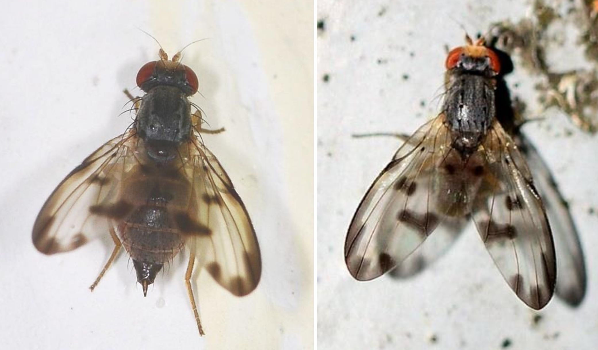 Palloptera umbellatarum (Pallopteridae), femmina