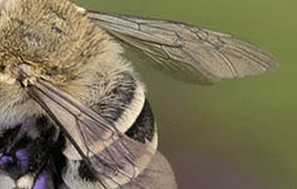 Apidae Anthophorinae: Amegilla sp.
