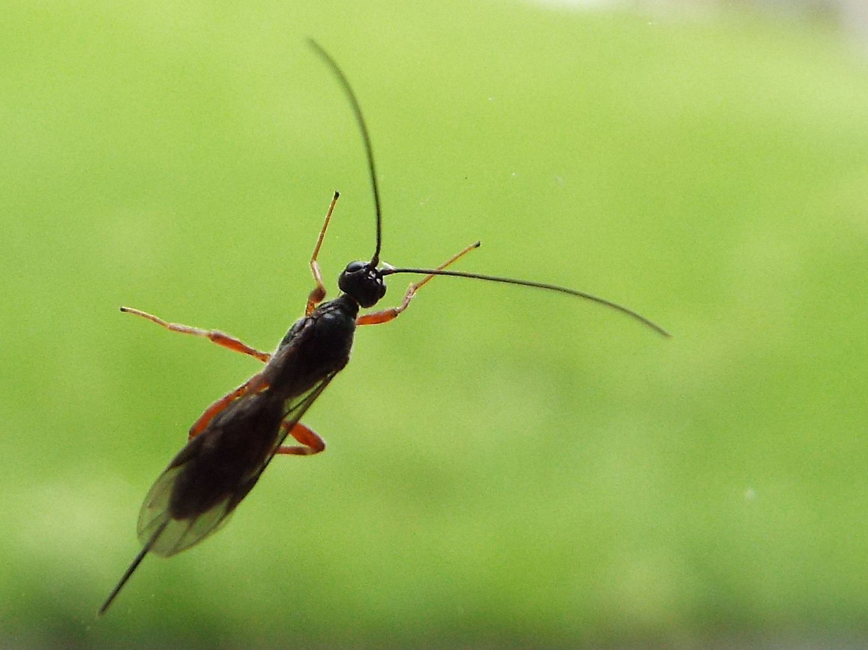 Braconidae