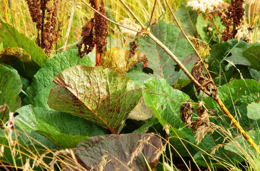 Rumex alpinus  / Rabarbaro alpino