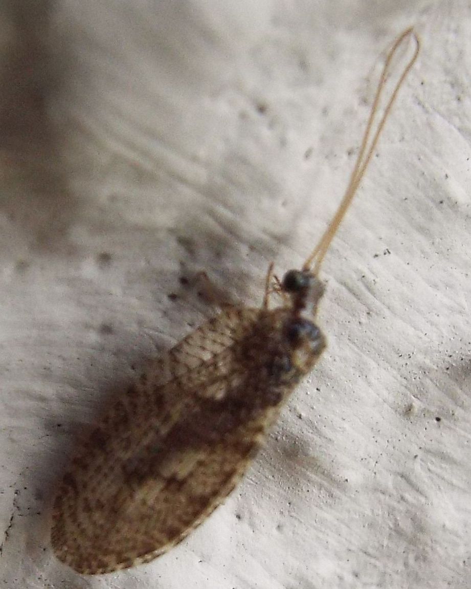Hemerobiidae: Wesmaelius quadrifasciatus