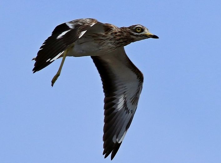 Occhione ( Burhinus oedicnemus ) preso al volo