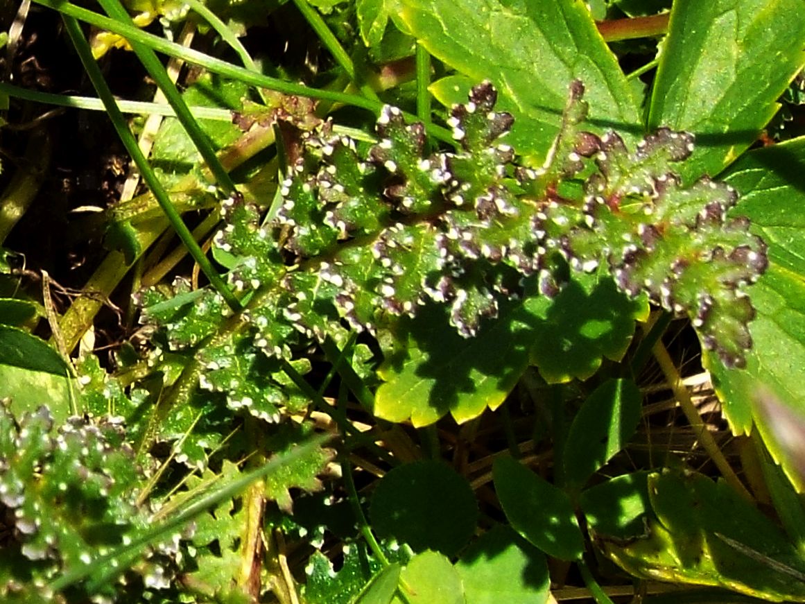 Pedicularis cfr. rostratocapitata (Lamiales - Orobanchaceae)