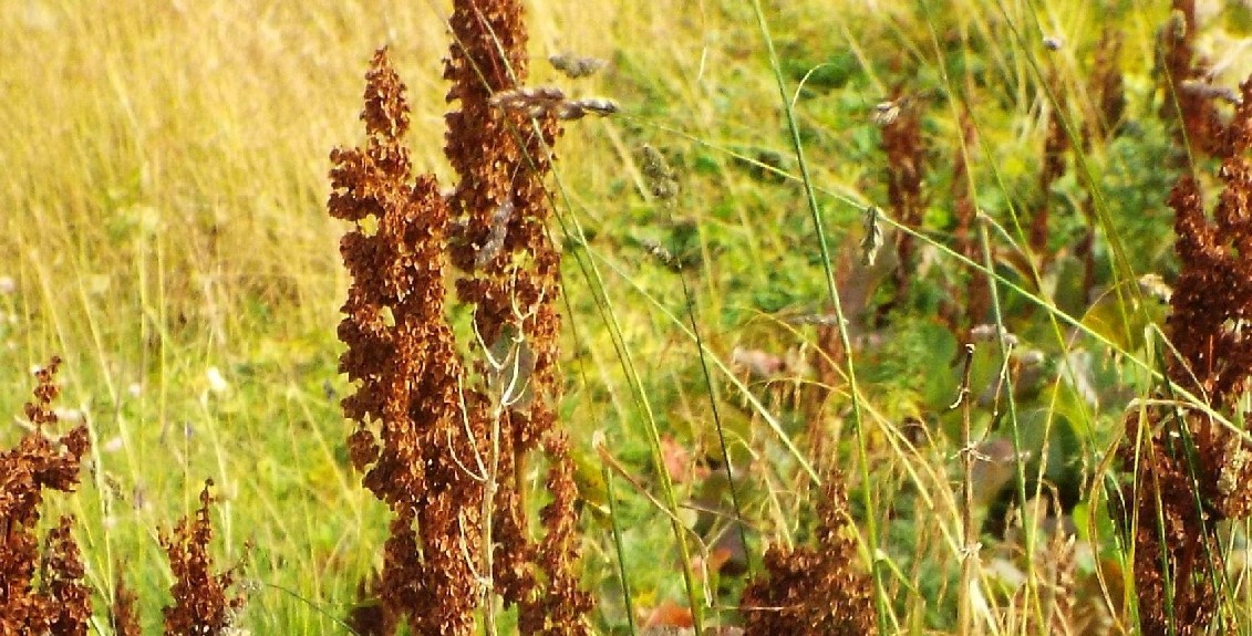 Rumex alpinus  / Rabarbaro alpino