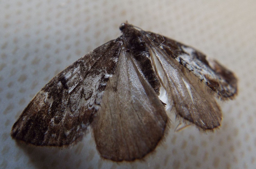 Povera falena!  Dysstroma cfr.  truncata (Geometridae)