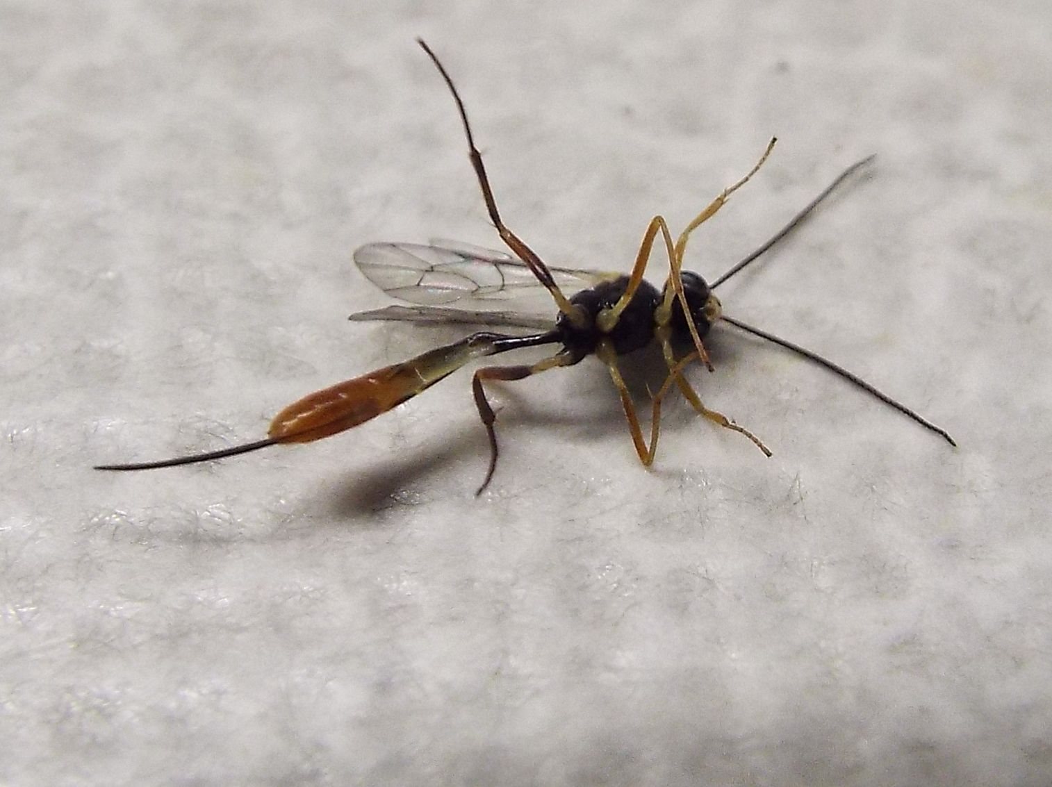 Ichneumonidae Campopleginae (cfr. Venturia canescens)