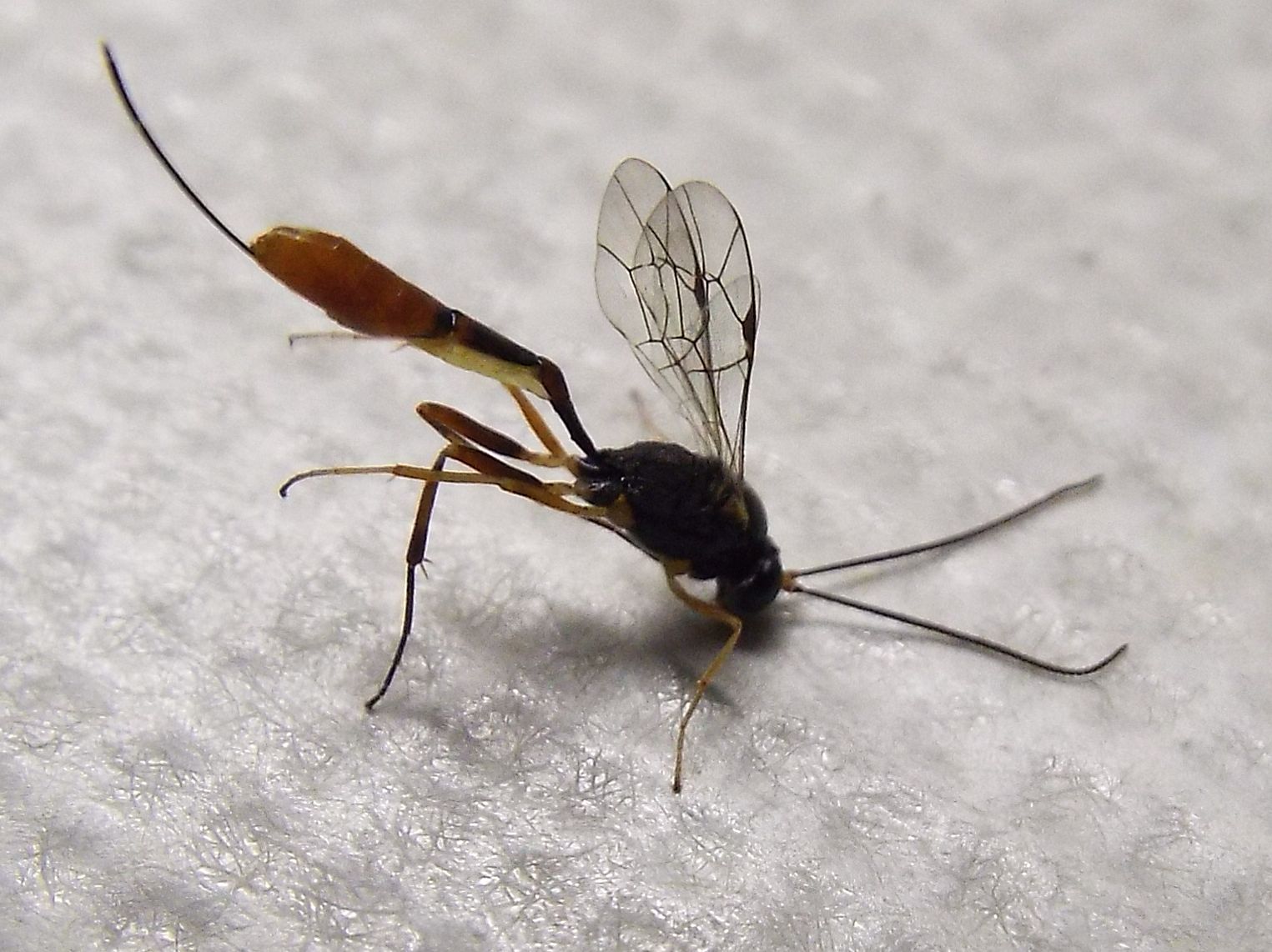 Ichneumonidae Campopleginae (cfr. Venturia canescens)