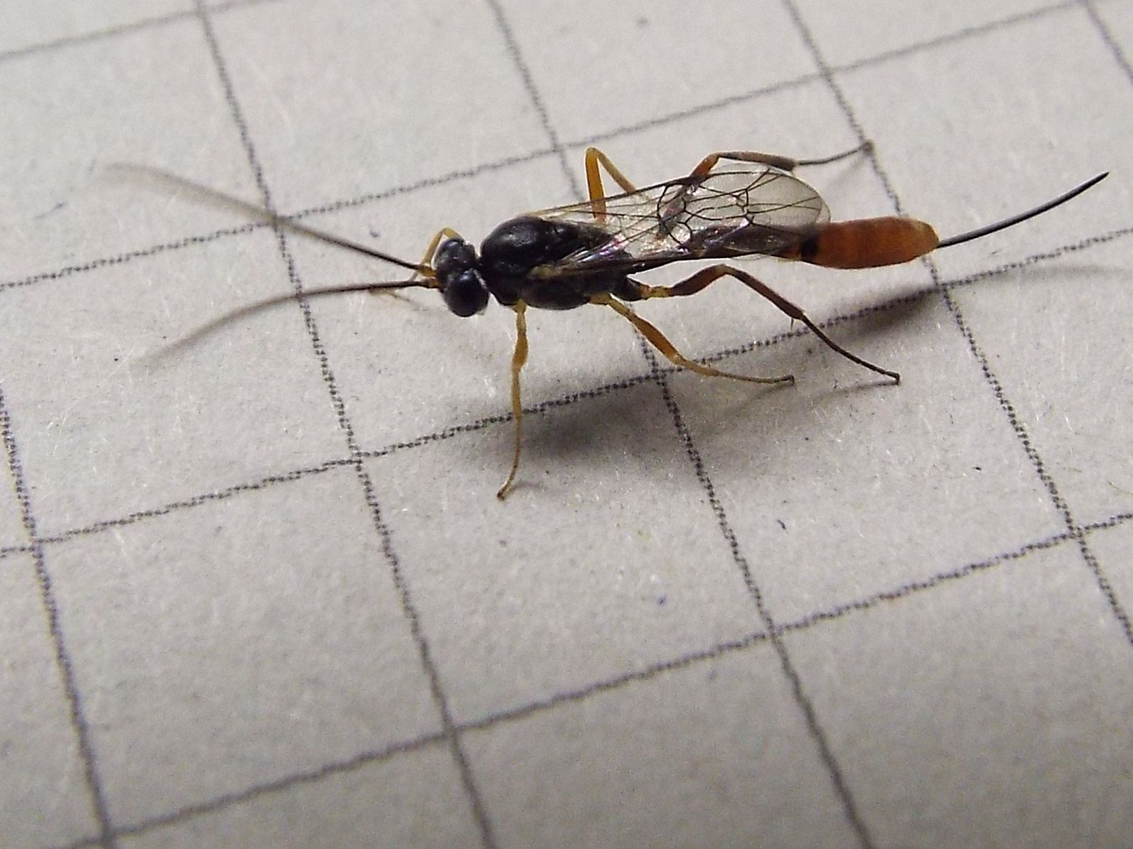 Ichneumonidae Campopleginae (cfr. Venturia canescens)