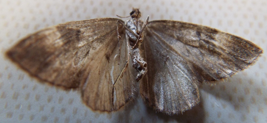 Povera falena!  Dysstroma cfr.  truncata (Geometridae)