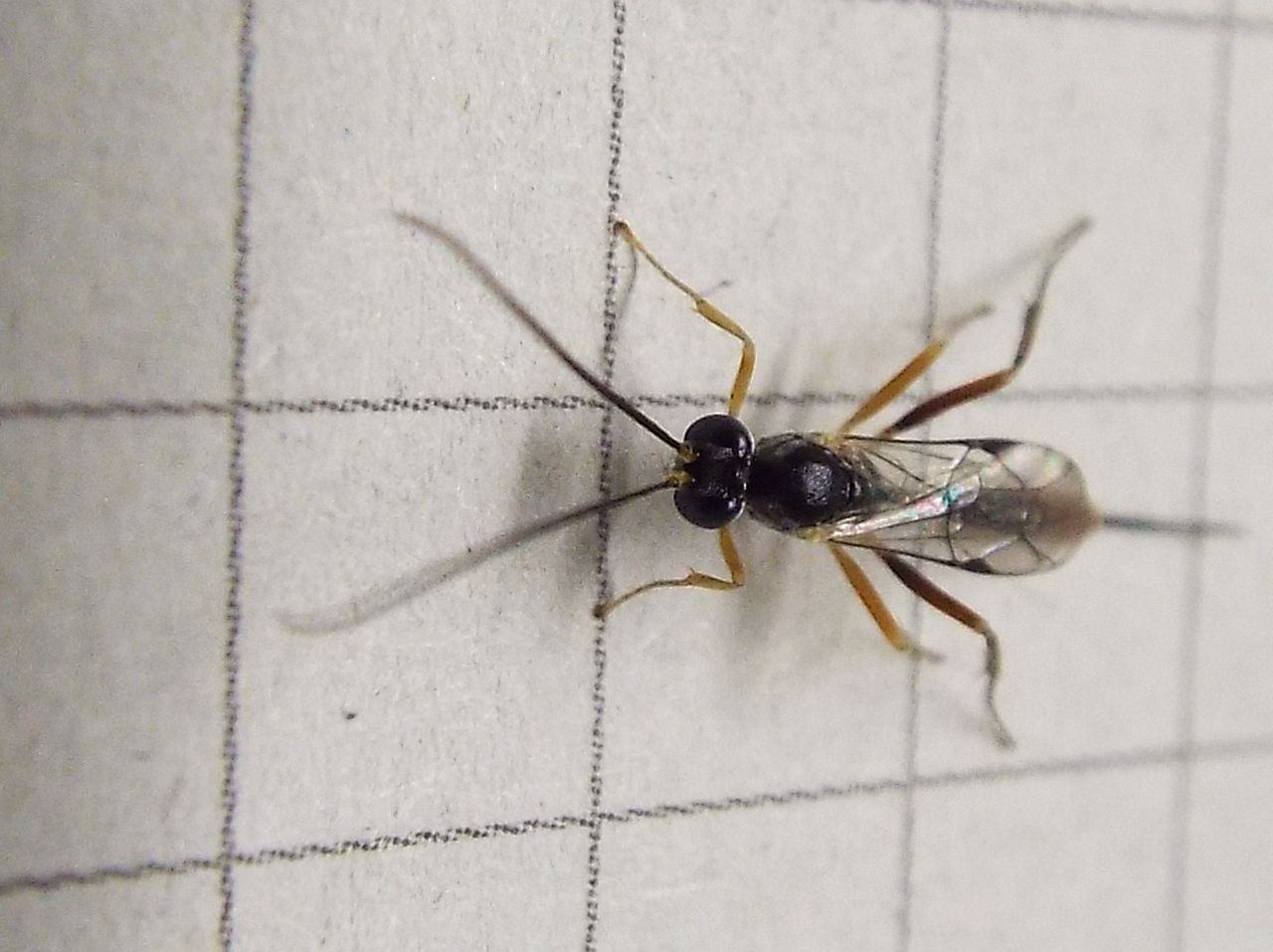 Ichneumonidae Campopleginae (cfr. Venturia canescens)