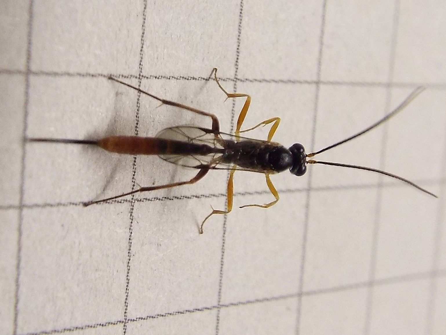Ichneumonidae Campopleginae (cfr. Venturia canescens)
