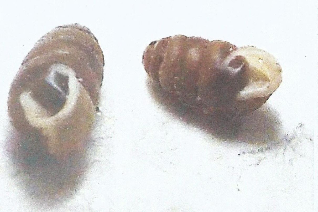 Mini-chiocciola: Lauria cylindracea (Lauriidae)