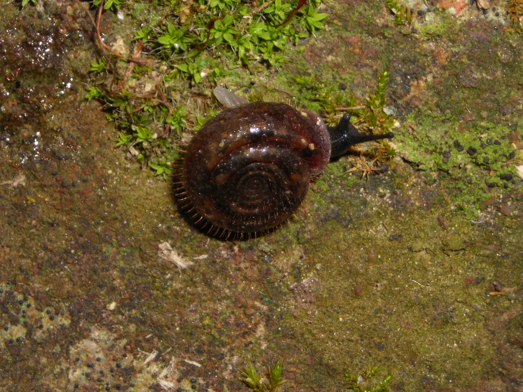 Helicodonta obvoluta