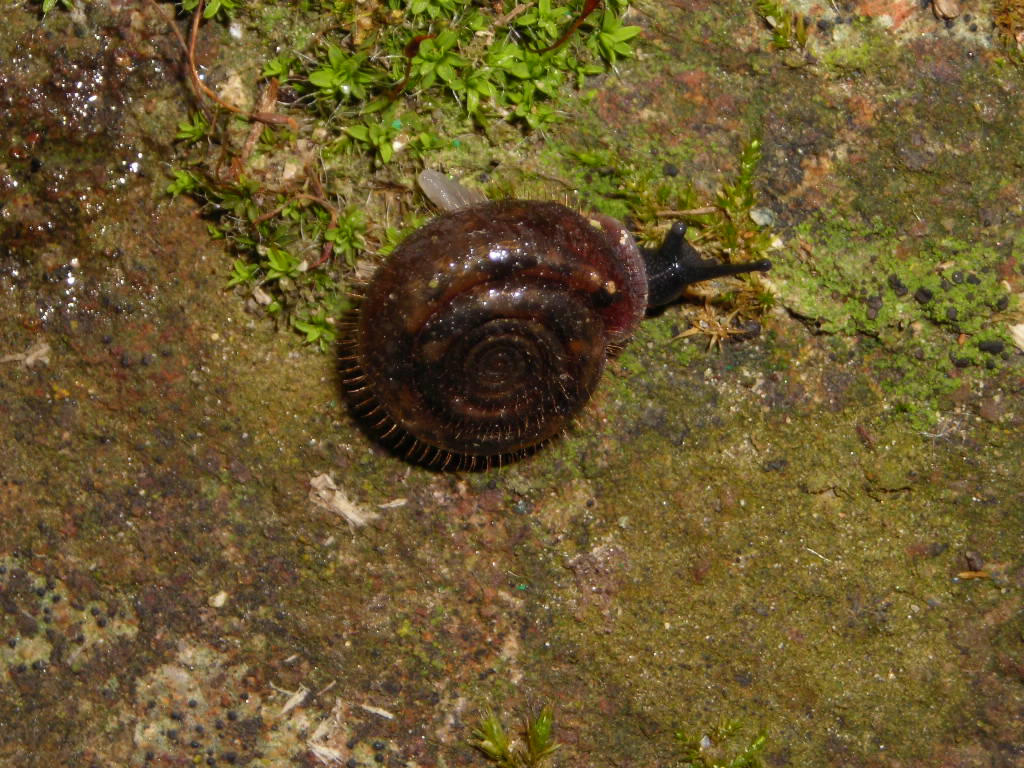 Helicodonta obvoluta