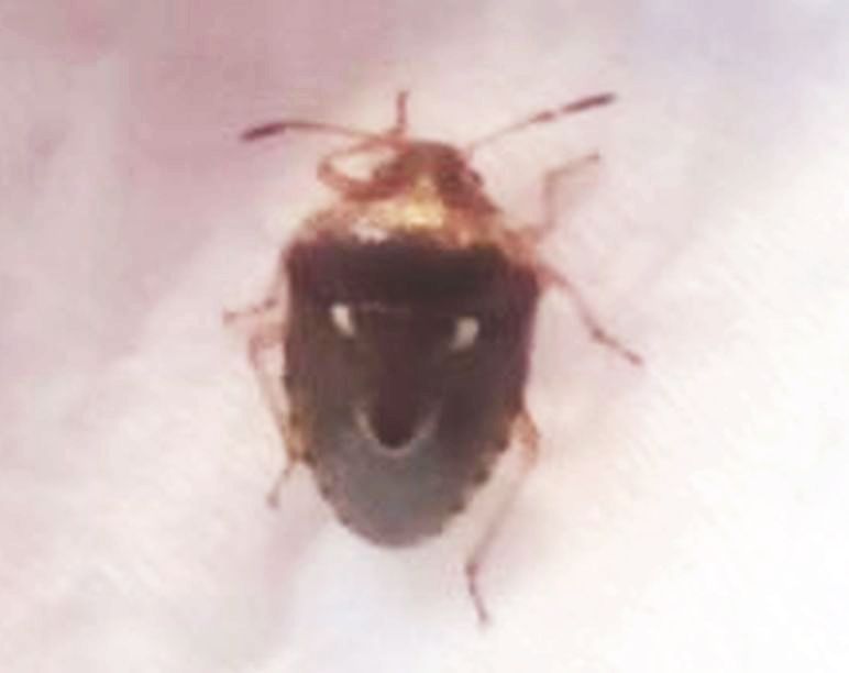 insetto con smile sul dorso: Stagonomus bipunctatus (Pentatomidae)
