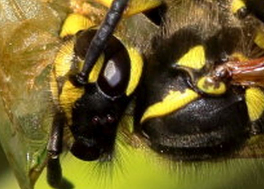 Vespula germanica