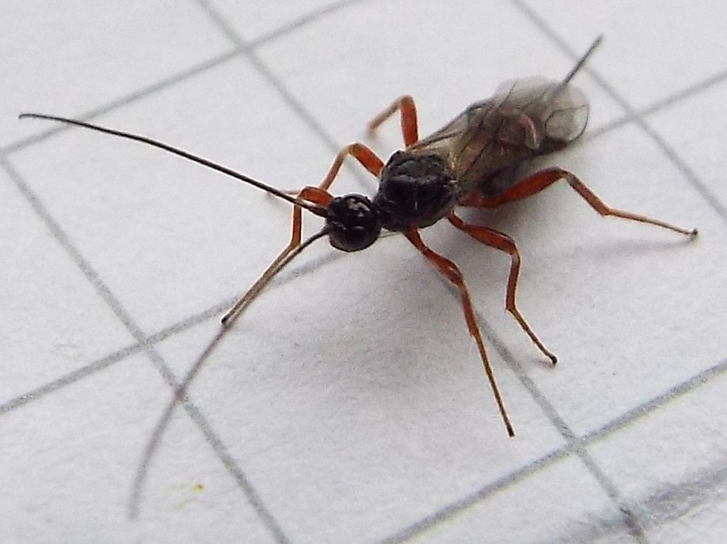 Braconidae