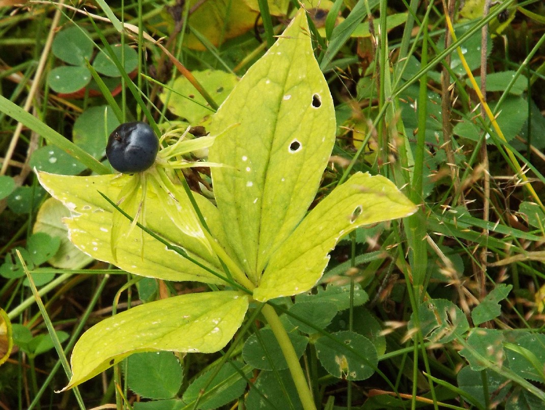 Un''unica bacca blu - Paris quadrifolia