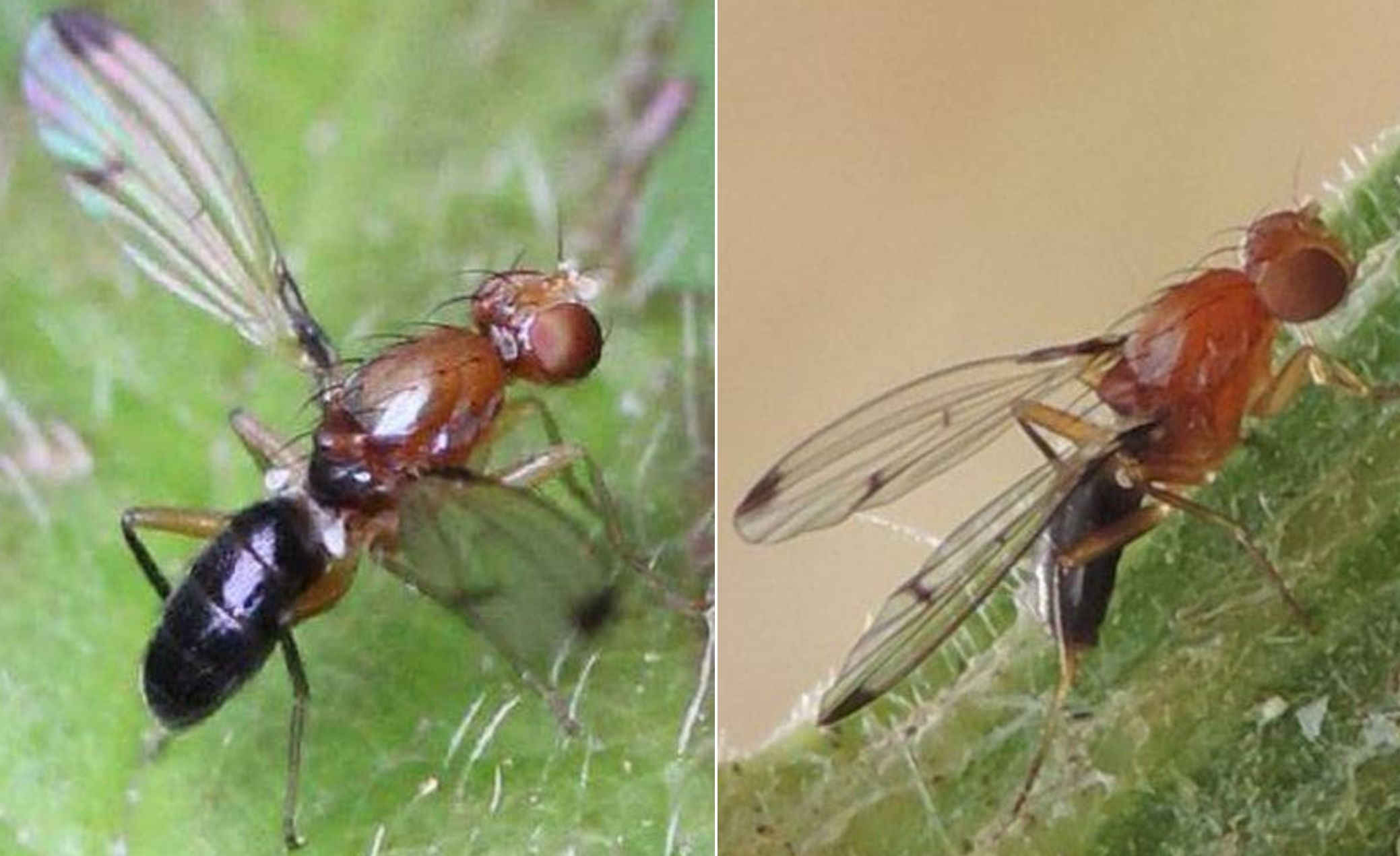 Piccolo dittero da identificare:  Geomyza cfr. venusta (Opomyzidae)