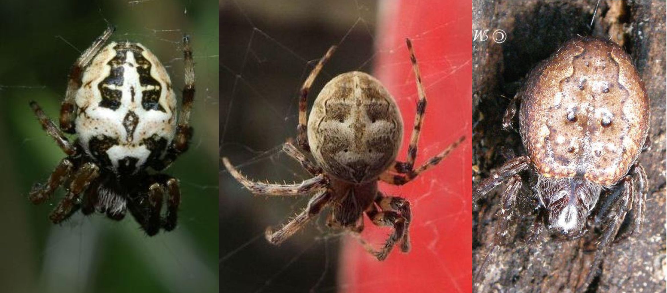 Nuctenea umbratica?  No, Larinioides sp.  - Milano