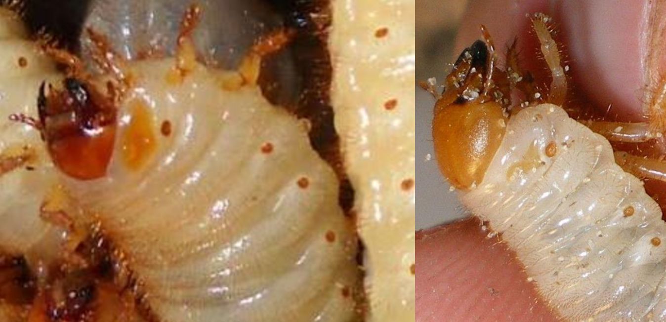 Larva coleottero Melolonthidae:  cfr. Amphimallon sp.