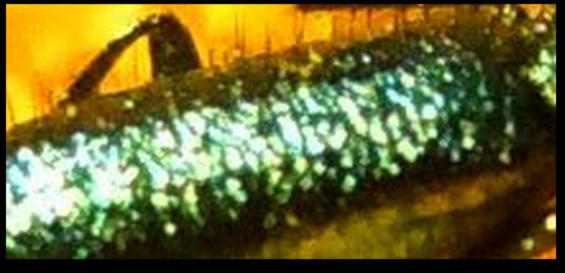 Dasytidae:  Psilothrix sp.