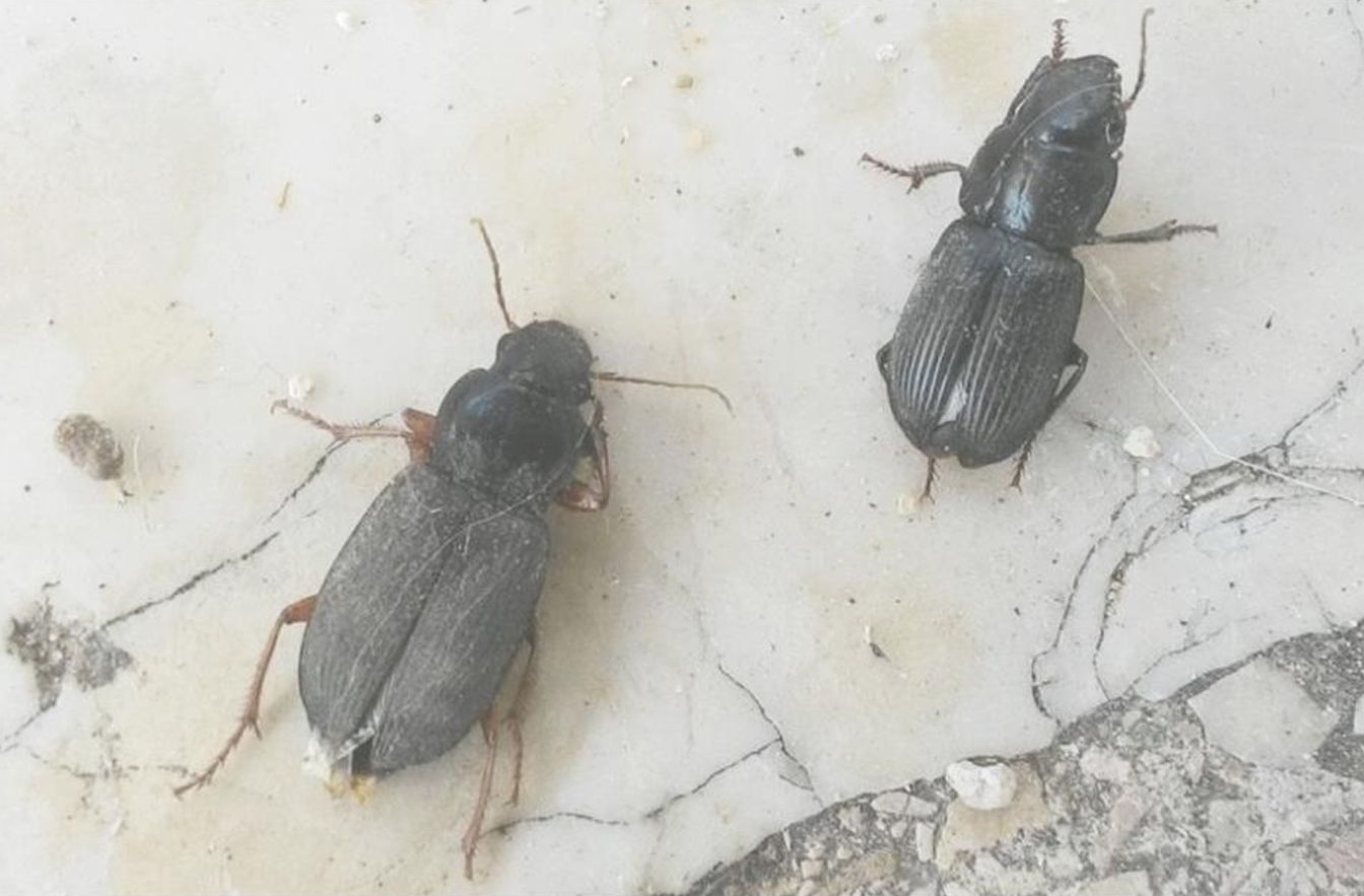Strani insetti sconosciuti in giardino
