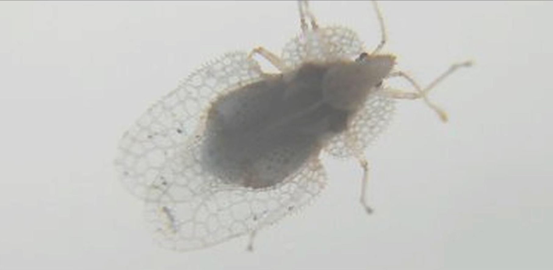 Tingidae:  Corythucha ciliata