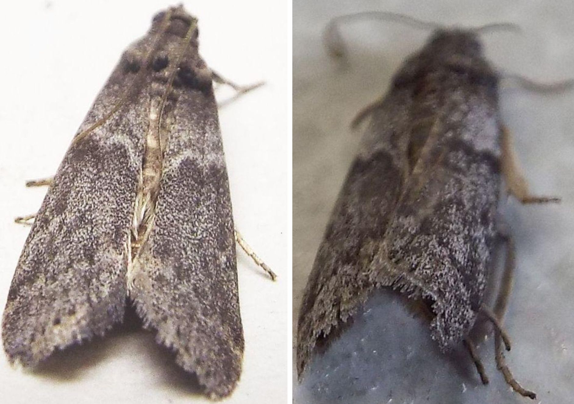 Falena morta da identificare - Apomyelois ceratoniae, Pyralidae