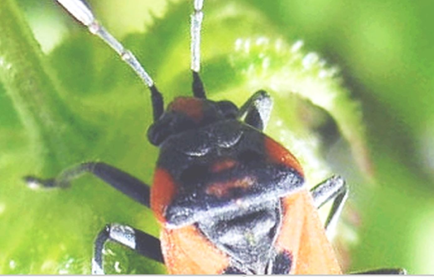 Lygaeidae:  Lygaeus equestris